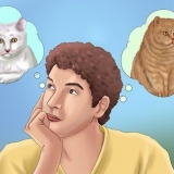 Adoptera en katt