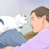 Stoppa en katt från att väcka dig