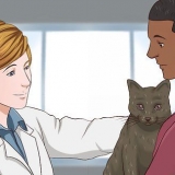 Att ge en katt lugnande medel