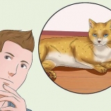 Gosa en katt