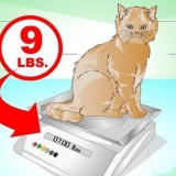 Få en katt att komma