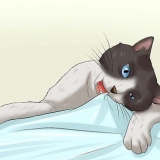 Hur man får en katt att sluta tugga