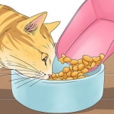 Få en katt att sluta jama
