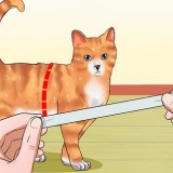 Att lära en katt att gå i koppel