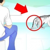 Behandla en katt med en bruten svans