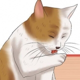 Kollar en katt för loppor