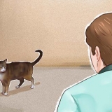 Tämja en katt