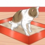 Att ge en katt ett lavemang hemma