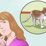 Träna en katt att vara säker ute och vara en bra muser