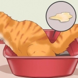 Hur man botar en katt från förstoppning