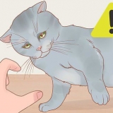 Håller i en katt