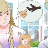 Transportera en katt med flyg