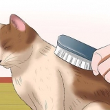Att ta hand om en katt
