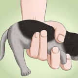 Gör en kattungebajs