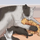Uppfostra en kattunge