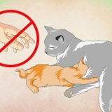 Att få en kattunge att älska vatten