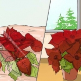 Att odla en julstjärna
