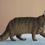 Identifiera en maine coon