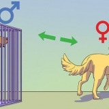 Att lugna en hanhund när en hona är brunstig