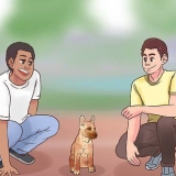 Att träna en malinois