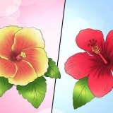 Övervintring av en perenn hibiskus