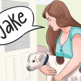Skapa ett namn för din valp eller hund