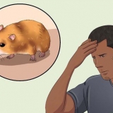 Fångar en förrymd hamster