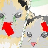Behandling av en ögoninfektion hos en katt