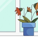 Att rädda en övergödslad planta