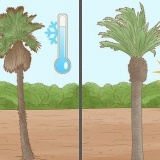 Plantera en palm