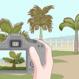 Ta bort en palm