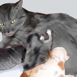 Mata en nyfödd kattunge