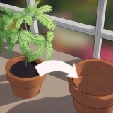 Plantera om en växt