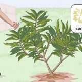 Beskärning av en plumeria
