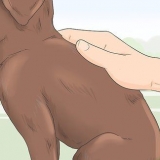 Identifiera en renrasig labrador retrievervalp