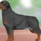 Identifiera en rottweiler