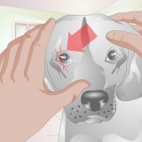 Behandla en repa på en hunds öga