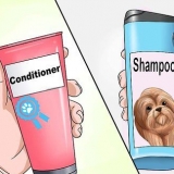Tvätta en shih tzu-valp