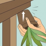 Återuppliva en döende aloe vera-växt