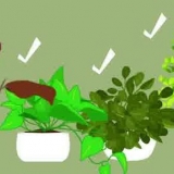 Att göra ett terrarium