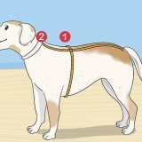 Sticka en tröja till en hund