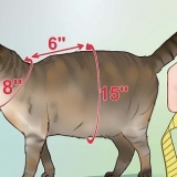 Att göra en sele för din knubbiga katt