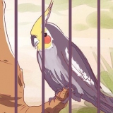 Hur man tämjer en cockatiel