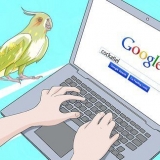 Grooming en cockatiel