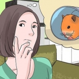 Att hitta en herrelös hamster