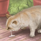 Behandla en förgiftad katt