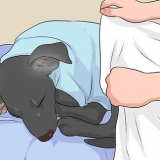 Behandla en kall hund