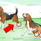 Hur man behandlar en stukad fotled hos en hund