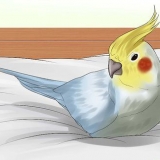 Tvätta en fågel