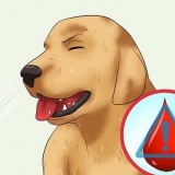 Hur man tar bort en ''rävsvans'' från en hunds näsa